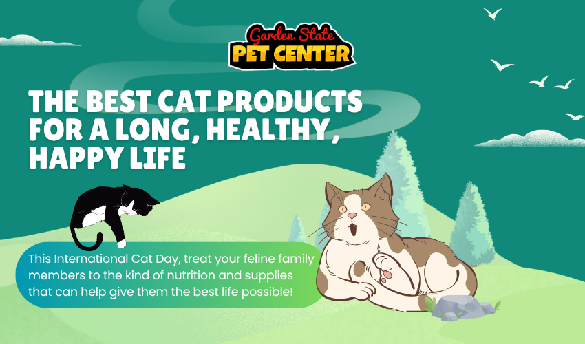The Best Cat Products for a Long, Healthy, and Happy Life