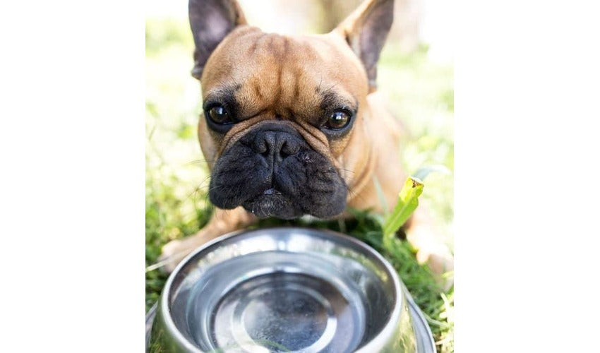 The Science of Dog Breeds: How Genetics Influence Behavior and Characteristics