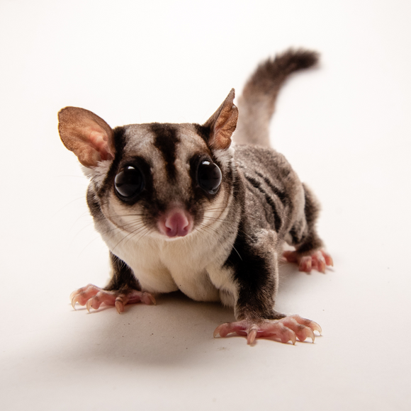 Sugar Gliders & Supplies