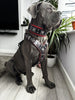 EROS BIG dog SET- Harness - collar - lead. Black & Red