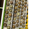 Button Quail Egg Rails for Cimuka®/Hatching Time® Incubators (CT-Series)