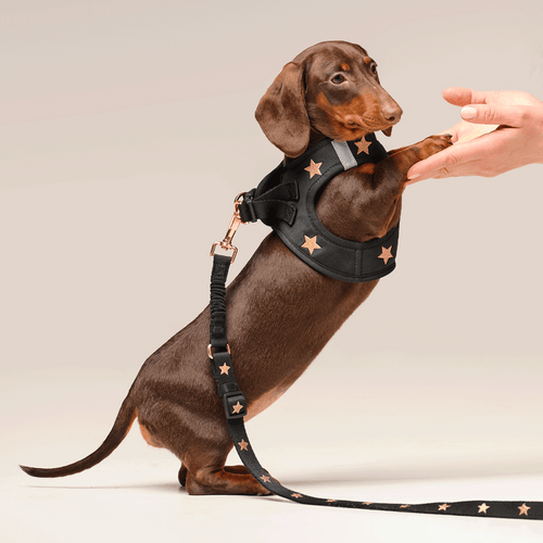 SoHo Dog Harness - Rockstar