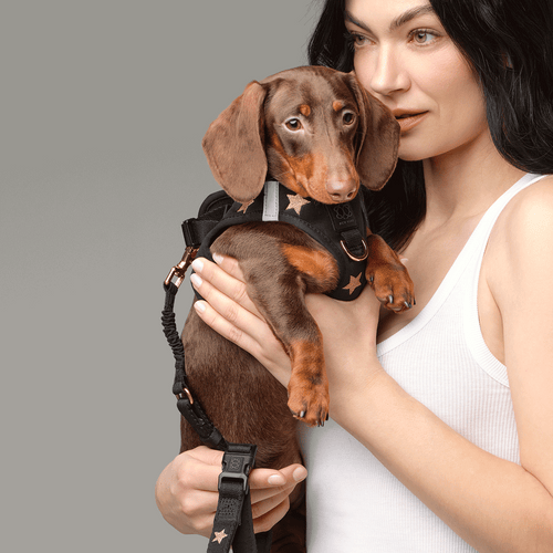 SoHo Dog Harness - Rockstar