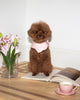 Camille Collar