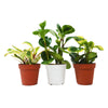 3 Different Peperomia Plants in 4 Pots - Baby Rubber Plants