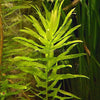 Bunch Ammania Gracilis
