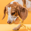 FDT Solid Rubber Dog Ball on Rope, Large - Diameter 2.75 (7 cm)