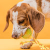 FDT Rubber Dog Ball on Rope, Medium - Diameter 2.3 (6 cm)