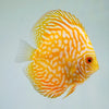 Yellow Pigeon Blood Discus 4