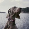 Dogline Biothane Reflective Dog Collar with Quick Release Buckle