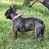 Reflective Biothane Martingale Collar for Dogs