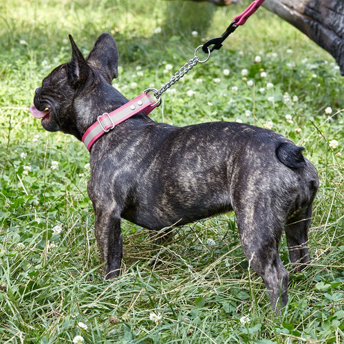 Reflective Biothane Martingale Collar for Dogs