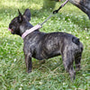 Biothane Adjustable Martingale Collar for Dogs