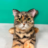 Plush Siamese Shorthair Cat Order to Make