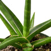 Snake 'Stuckii' - 4 Pot