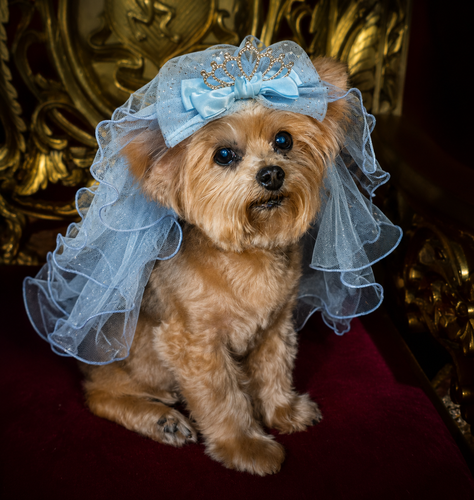Pink Blue Tulle Tiara Pet Veil Headpiece