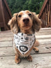 Adventure Dog Bandana