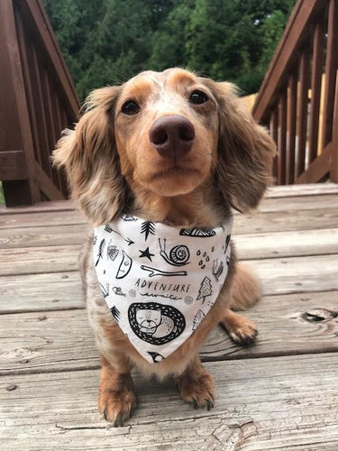 Adventure Dog Bandana