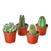 4 Cacti Variety Pack - 4.0 Pot