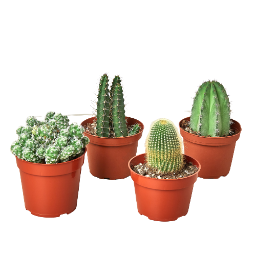 4 Cacti Variety Pack - 4.0 Pot