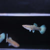 Albino full white platinum