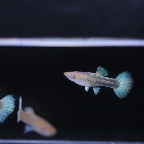 Albino full white platinum