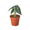 Alocasia Amazonica 'Bambino'