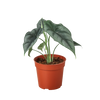 Alocasia Amazonica Reversa | Unique Arrowhead Plant | Moderate Care | House Plant Shop