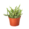 Rat Tail Cactus