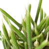 Rat Tail Cactus
