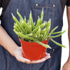 Rat Tail Cactus