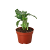 Calathea 'Orbifolia'