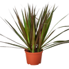 Dracaena 'Marginata Magenta'