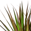 Dracaena 'Marginata Magenta'
