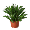 Dracaena 'Song of Jamaica'