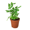 Pteris Cretica 'Albo Fern'
