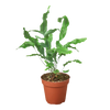 Fern 'Blue Star'