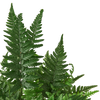 'Korean Rock' Fern