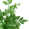 Fern 'Silver Lace'