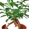 Ficus 'Ginseng'