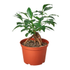 Ficus 'Ginseng'