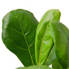 Ficus Lyrata 'Fiddle Leaf Fig'