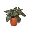 Hemigraphis 'Purple Waffle'