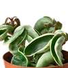 Hoya 'Rope Plant' Variegated