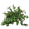Lipstick Plant