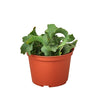 Orchid Cactus 'Curly Sue' - 6 Pot