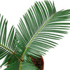 Sago Palm - In 6 Pot