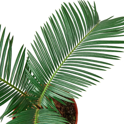 Sago Palm - In 6 Pot