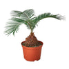 Sago Palm - In 6 Pot