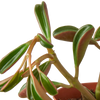 Peperomia 'Ruby Glow'
